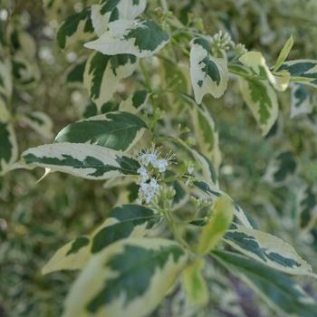 Callicarpa dichotoma f. albifructa 'Duet'