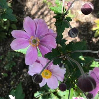 Anemone tomentosa 'Robustissima'