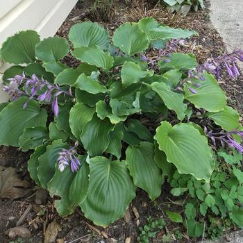 Hosta 'Marilyn Monroe' 