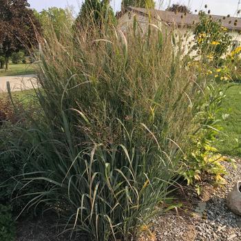 Panicum virgatum 'Northwind' 