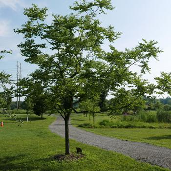 Gymnocladus dioicus '' (164903)