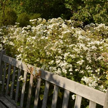 Ageratina altissima 