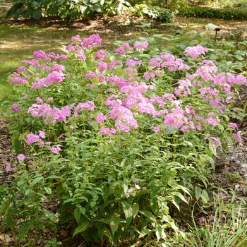 Phlox maculata 'Rosalinde' 