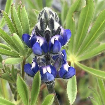 Lupinus nanus
