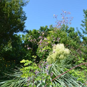 Thalictrum rochebrunianum var. grandisepalum