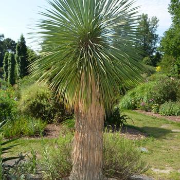 Yucca rostrata 'Sapphire Skies'