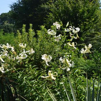 Lilium 'Silver Scheherazade™' 