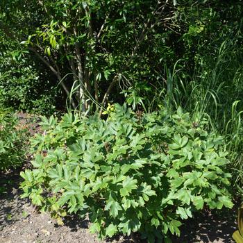 Paeonia suffruticosa 'Shima-Nishiki' 