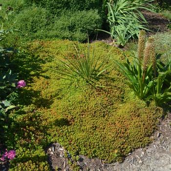 Sedum tetractinum 'Little China' 