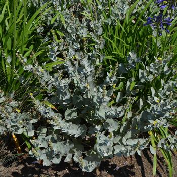 Baptisia archnifera