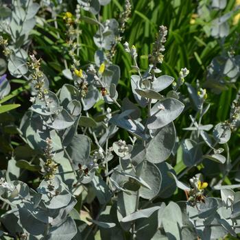 Baptisia archnifera '' (165055)