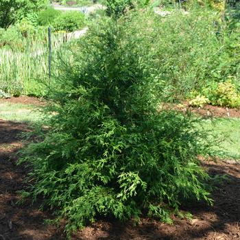 Chamaecyparis thyoides 'Webb Gold' 