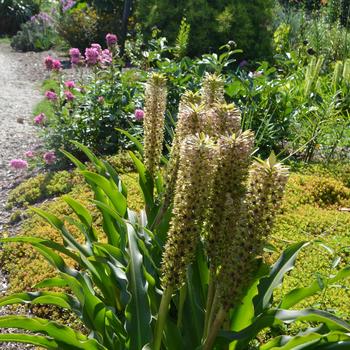 Eucomis comosa 'Tugela Gem'