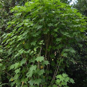 Hibiscus mutabilis 'Alma's Star' PP21383