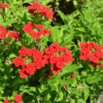 Verbena Lanai® Upright Scarlet