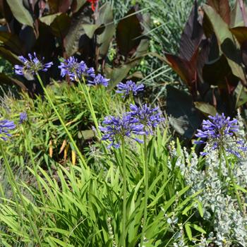 Agapanthus 'Navy Blue' 