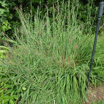 Andropogon gerardii 'Big Daddy'