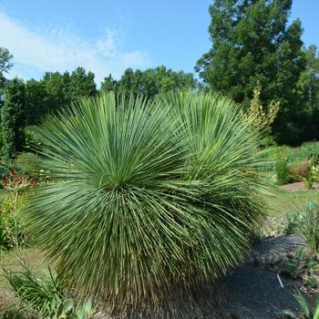 Yucca linearifolia 