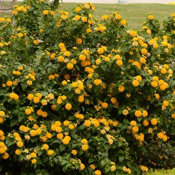 Lantana camara 