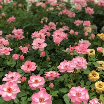 Rosa 'Abraham Darby™' 'Auscot'