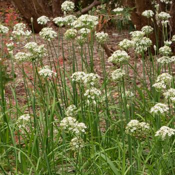 Allium ramosum 