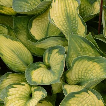 Hosta 'Punky' 