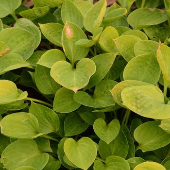 Hosta 'Teaspoon' 