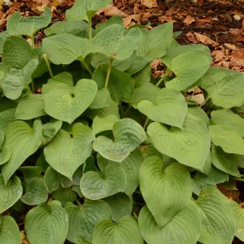 Hosta 'Blue Cadet' 