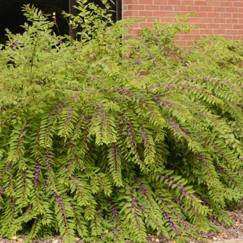 Callicarpa dichotoma 'Issai'