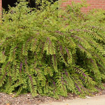 Callicarpa dichotoma 'Issai' (165230)