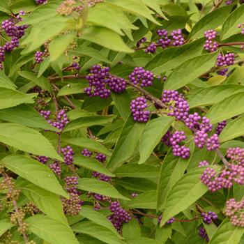 Callicarpa dichotoma 'Issai' (165231)