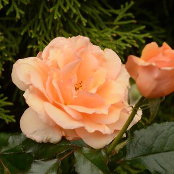 Rosa 'Fragrant Apricot' 