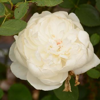 Rosa 'Glamis Castle'