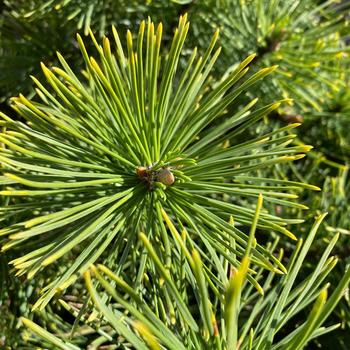 Pinus mugo 'Winter Sun (Wintersonne)' 