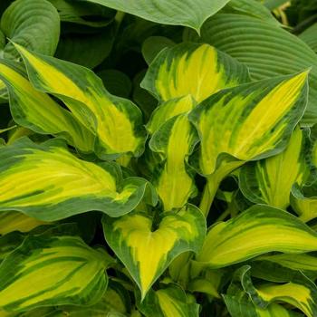 Hosta 'Happy Dayz' 