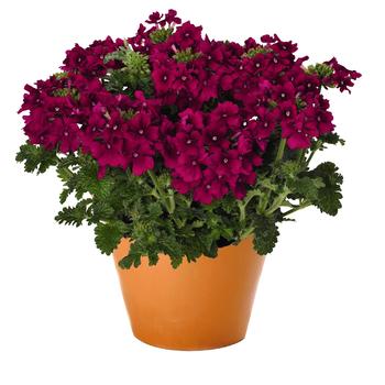 Verbena 'Empress Flair Cherry' 