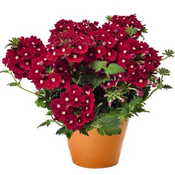 Verbena 'Empress Flair Dark Red Charme'