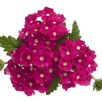 Verbena 'Hot Pink Charme' 