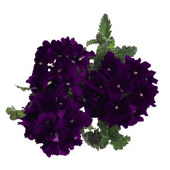 Verbena Empress 'Imperial Blue'