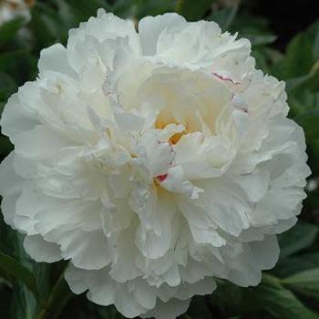 Paeonia lactiflora 'Couronne d'Or' 