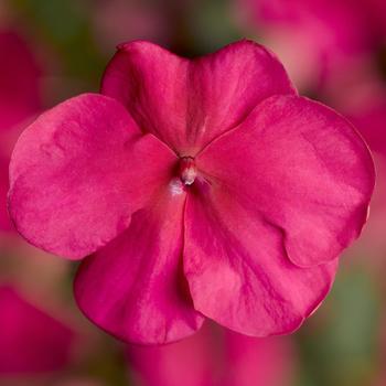 Impatiens walleriana 'Punch' 