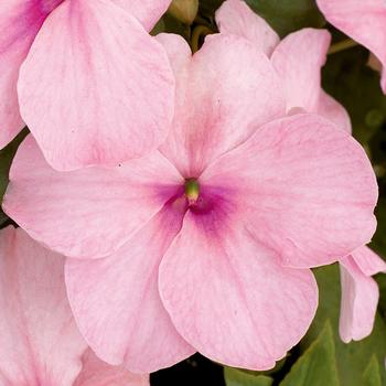 Impatiens walleriana 'Pink' 