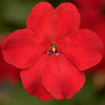 Impatiens walleriana 'XDR Red' 