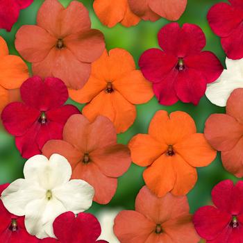 Impatiens walleriana 'XDR Hot! Mix' 