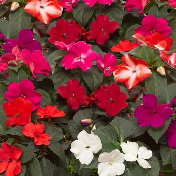 Impatiens walleriana Imara™ 'XDR Mix'