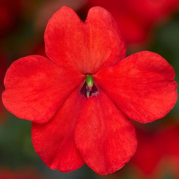 Impatiens walleriana 'XDR Orange Imp.' 