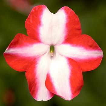 Impatiens walleriana 'XDR Orange Star' 