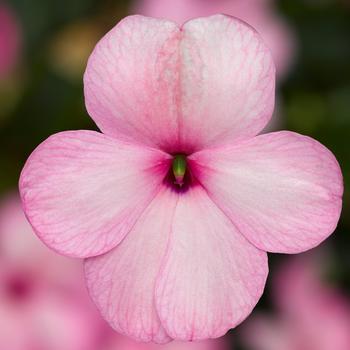 Impatiens walleriana 'XDR Pink' 