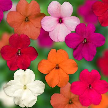 Impatiens walleriana 'XDR ProFormula Mix' 