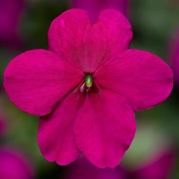 Impatiens walleriana Imara™ 'XDR Purple Imp'